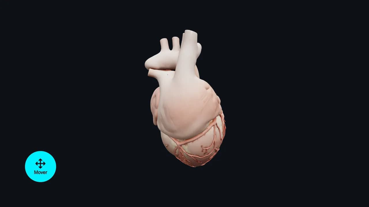 Objeto 3D para anclar y girar: un corazón anatómico anclado en el centro de la pantalla